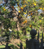E3CCD234-6C28-426B-9D9B-E713E2A6D09F.png